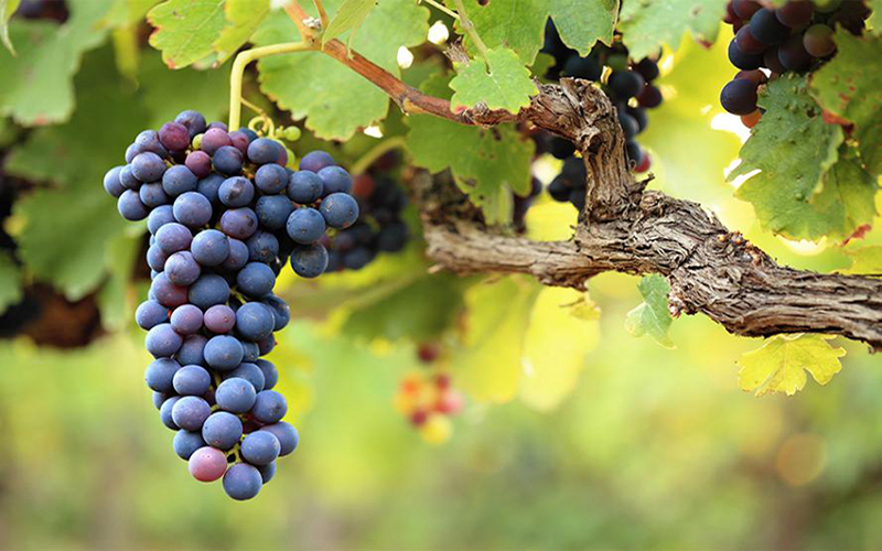 Les vignes de Menetou-Salon aux environs de La Rampane